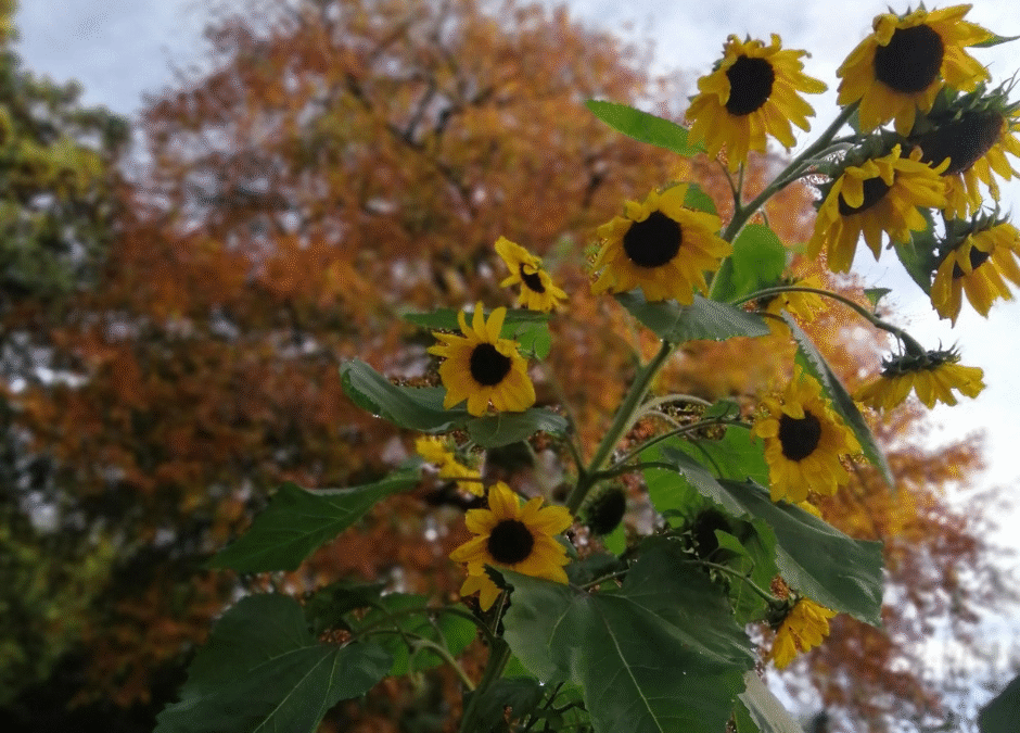 Vale Allotment & Gardening Assoc.